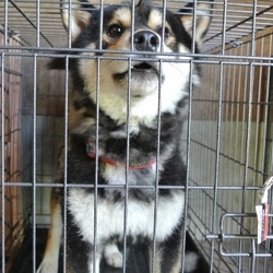 噛み犬と言われたラキ君、訓練施設入所