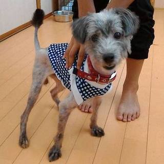 幸せ王子、カフー（果報）君、家族に迎えてください。