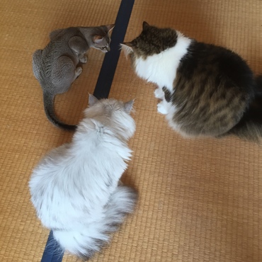 クモー！