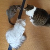 クモー！