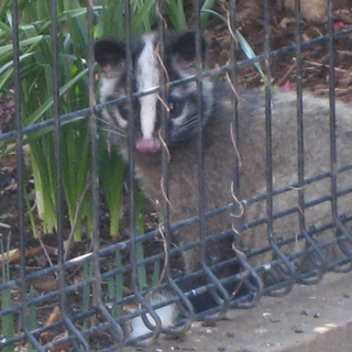 兄妹２匹一緒に暮らせます。有難うございました。