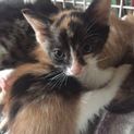 仔猫多数保護•里親募集