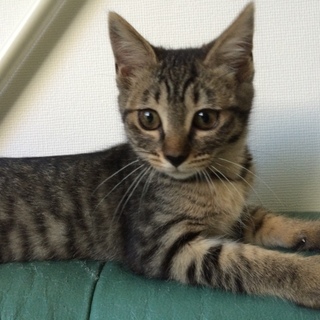 キジトラの舞ちゃんです！