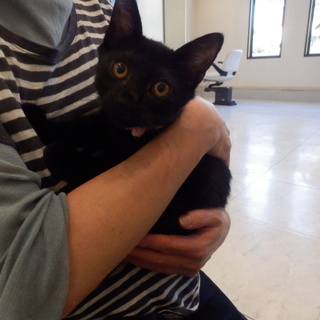 黒猫♂生後3カ月