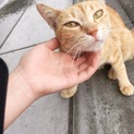 女の子の猫ちゃんです