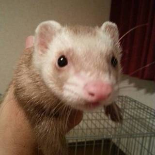 遊び好き！男の子です♪