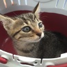 人懐っこいスリゴロのキジトラ子猫、ララちゃん♪ サムネイル2