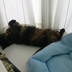 「梅雨明け、セミが鳴く季節」サムネイル2