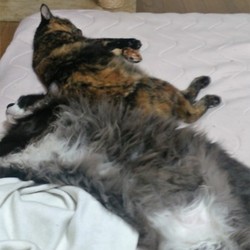 梅雨明け、セミが鳴く季節