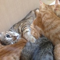 【急募!!!】3ヶ月の子猫(茶♂)里親募集中