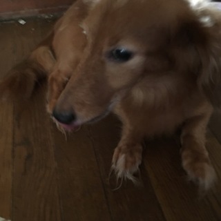 ミニチュアダックス老犬3匹