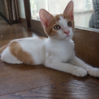 かわいい茶白、リリ、人なれ完璧５兄妹