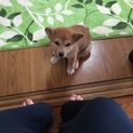 可愛い柴犬ふう赤ちゃん