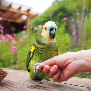 おしゃべり上手なアサギボウシ♪