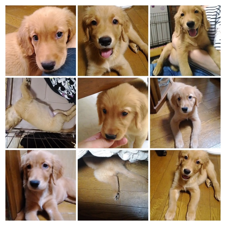 モカのカバー写真