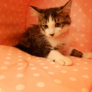 生後３カ月半♂