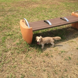 緊急！里親になっていただける方募集致します。