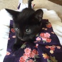 ルドルフみたいな黒ネコちゃん