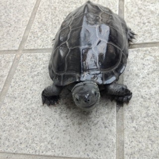 カメの里親募集！※2匹おります。別々も可能。