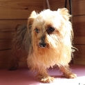 ヨークシャーテリアの女の子一旦募集中止します！