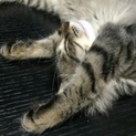 人懐っこいふわふわ子猫