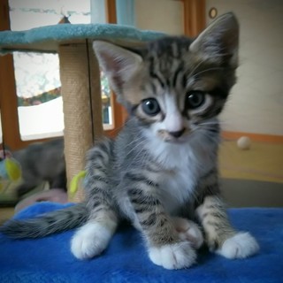 キジトラ白、短い靴下をはいてる女の子です♪