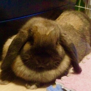 ホーランドロップ♀里親募集します