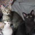 生後2カ月の可愛い3匹の子猫！
