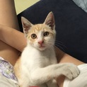 お願いします！この子の親になってください！！