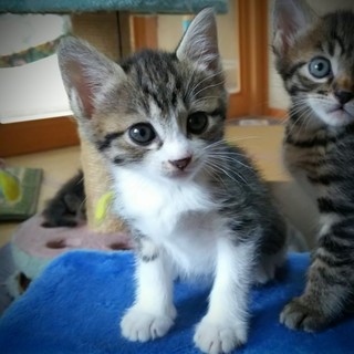 キジトラ白、長めの靴下をはいてる女の子です♪