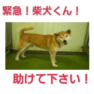 柴犬君!命に期限があります!!助けて下さい!