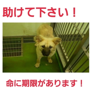 8日夕方時点で募集ゼロ!どうか救って下さい!!