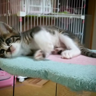 キジトラ白、お鼻の黒がチャームポイントの男の子♪