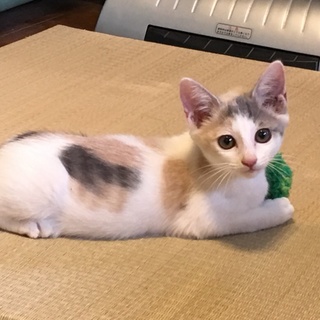 上品美猫！人懐こいうす三毛ちゃんです。
