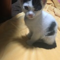 生後2ヶ月くらいの3きょうだい