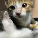 生後2ヶ月くらいの3きょうだい