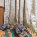子猫里親募集！3匹！