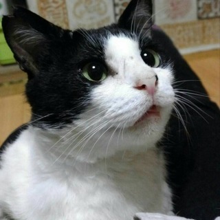 かなりの甘えん坊ハチくん