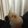 コッピ