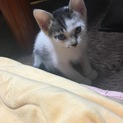 生後2ヶ月くらいの3きょうだい