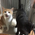 人が大好き茶トラくん