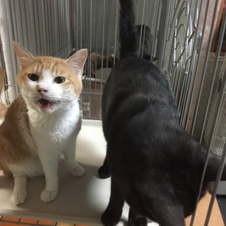 人が大好き茶トラくん