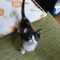 ハチワレ三毛猫☆女の子