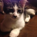 飼い猫が子どもをうみました