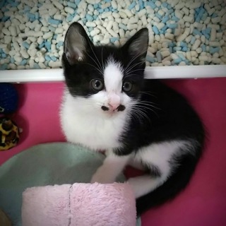 黒白、超フレンドリーな女の子です♪