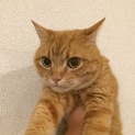 お譲り先が決まりました。マンチカン 
