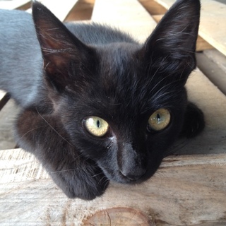 人懐こくて、甘えんぼうな仔猫です