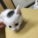 短足猫ちゃん！