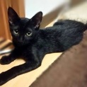 黒ネコ男の子☆かまぼこくん