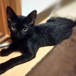 黒ネコ男の子☆かまぼこくん